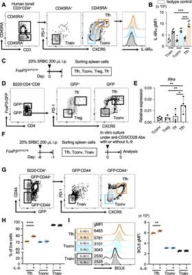 Interleukin 9 mediates T follicular helper cell activation to promote antibody responses